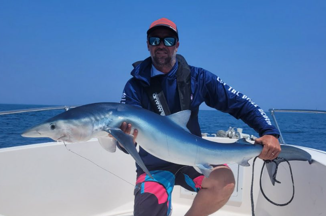 Guide pêche tenant un requin bleu lors d'une sortie en mer depuis le port du Barcarès, Pyrénées-Orientales